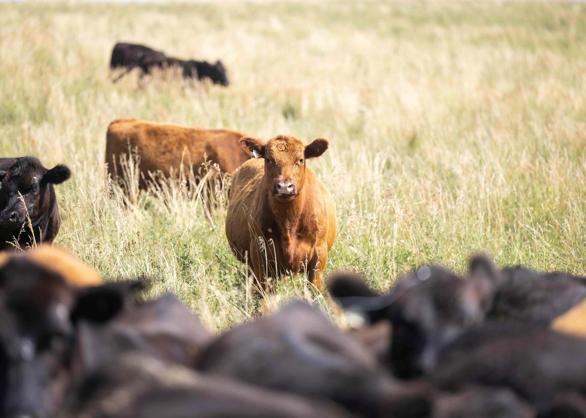 Grass-Finished Beef Explained and Why It Matters for Your Family