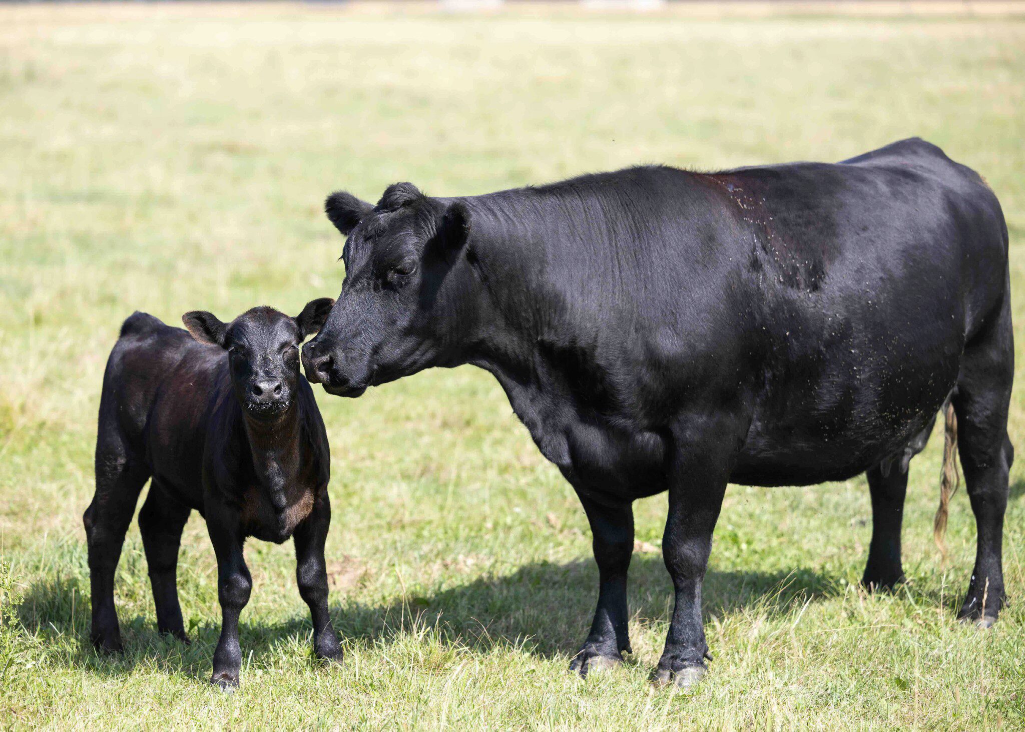 Animal Welfare 